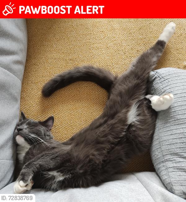 Lost Male Cat last seen Wood End Road, Armitage Bridge, Huddersfield, Armitage Bridge, England HD4