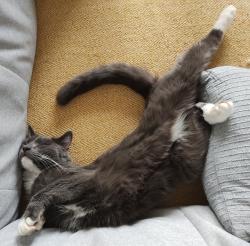 Lost Male Cat last seen Wood End Road, Armitage Bridge, Huddersfield, Armitage Bridge, England HD4