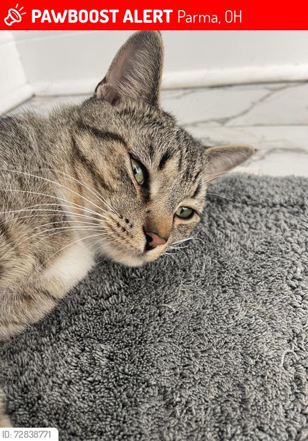 Lost Male Cat last seen Stansfield Drive, Parma, OH 44134