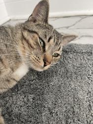 Lost Male Cat last seen Stansfield Drive, Parma, OH 44134