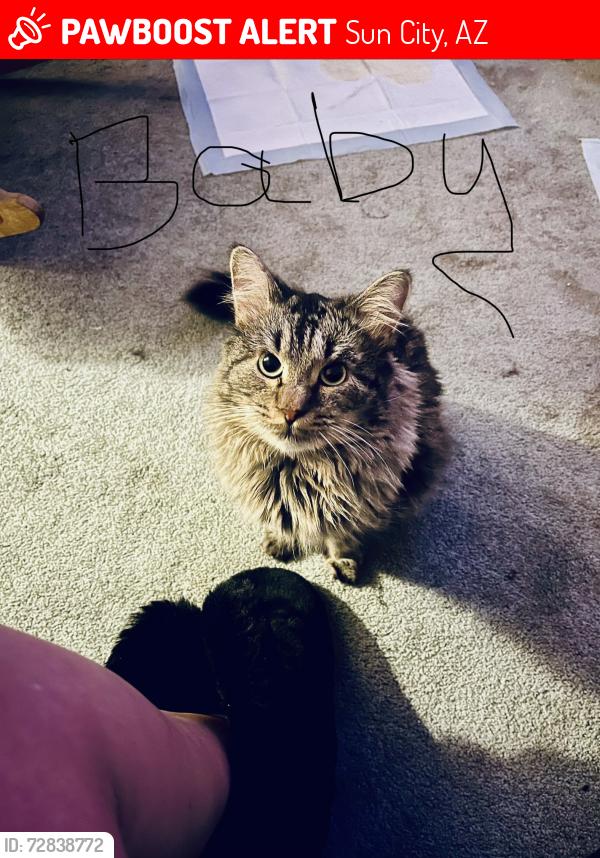 Lost Male Cat last seen Near ave and Augusta Drive, Sun City, AZ 85351