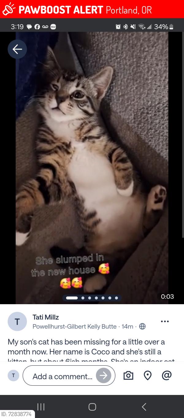 Lost Female Cat last seen 84th and Powell, Portland, OR 97266