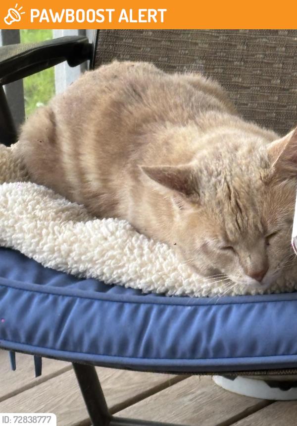 Found/Stray Unknown Cat last seen Sandalwood Lane , Rhinebeck Village, NY 12572
