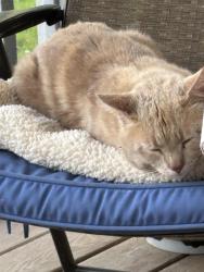 Found/Stray Unknown Cat last seen Sandalwood Lane , Rhinebeck Village, NY 12572