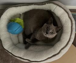 Lost Female Cat last seen Talon Woods Neighborhood , Brownsburg, IN 46112