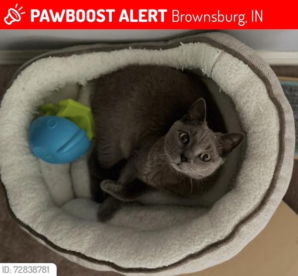 Lost Female Cat last seen Talon Woods Neighborhood , Brownsburg, IN 46112