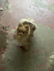 Reunited Male Dog last seen Cross & Finch , Tulare, CA 93274