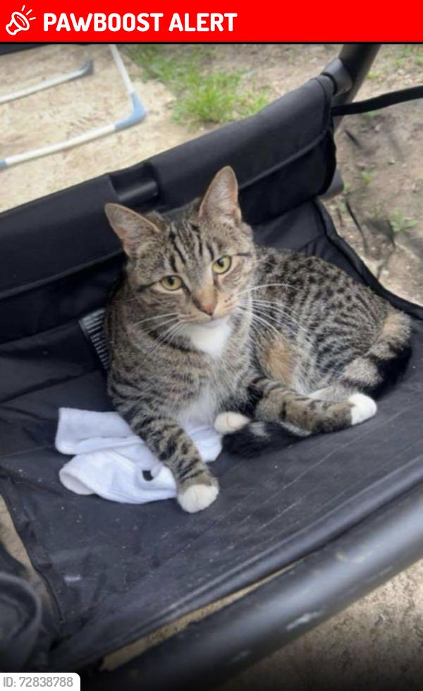 Lost Female Cat last seen Cricket Road , Oxfordshire, England OX4