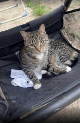 Lost Female Cat last seen Cricket Road , Oxfordshire, England OX4