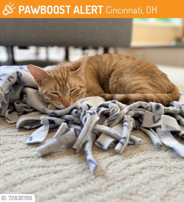 Found/Stray Female Cat last seen Linn Street CRC, Cincinnati, OH 45203