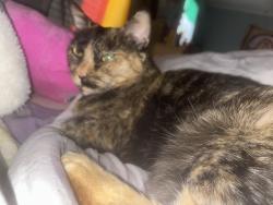 Lost Female Cat last seen Near springbrook road , Pulaski, NY 13142