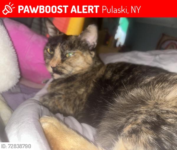Lost Female Cat last seen Near springbrook road , Pulaski, NY 13142