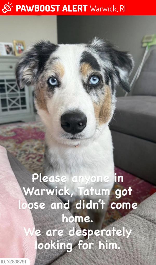 Lost Male Dog last seen Wethersfield , Warwick, RI 02886