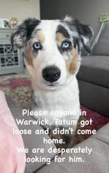 Lost Male Dog last seen Wethersfield , Warwick, RI 02886