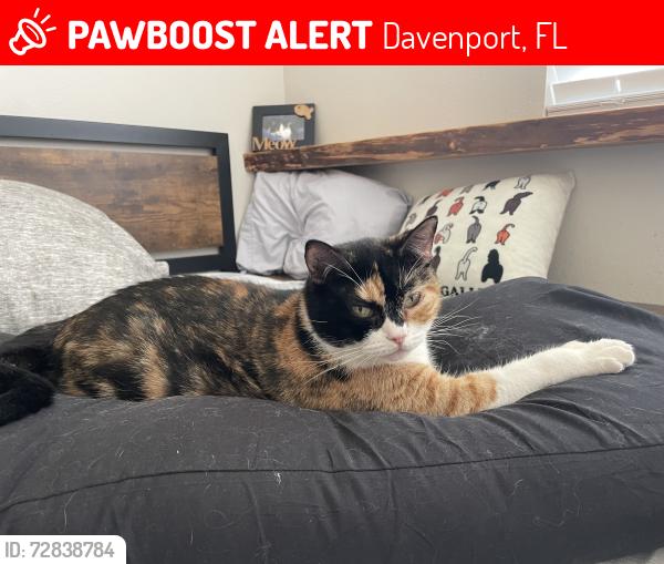 Lost Female Cat last seen Buchannan dr + North BLVD W, Davenport, FL 33837