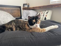 Lost Female Cat last seen Buchannan dr + North BLVD W, Davenport, FL 33837