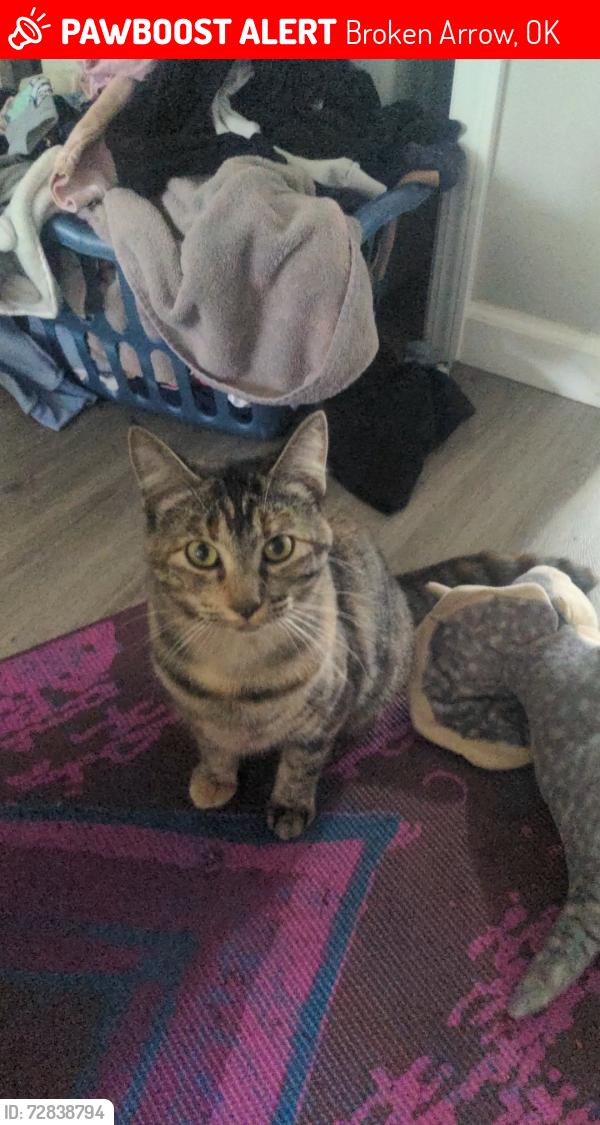 Lost Female Cat last seen 91st and Lynn Lane , Broken Arrow, OK 74012