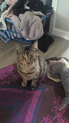 Lost Female Cat last seen 91st and Lynn Lane , Broken Arrow, OK 74012