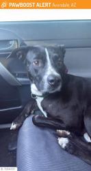 Reunited Male Dog last seen 107th Avenue & Lower Buckeye, Avondale, AZ 85323