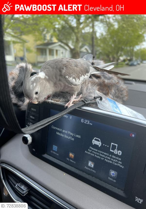 Lost Male Bird last seen Near cooley Ave , Cleveland, OH 44111