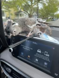 Lost Male Bird last seen Near cooley Ave , Cleveland, OH 44111