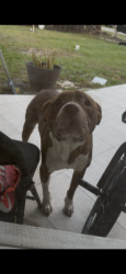 Found/Stray Male Dog last seen  cloverleaf Blvd neighborhood , Deltona, FL 32725
