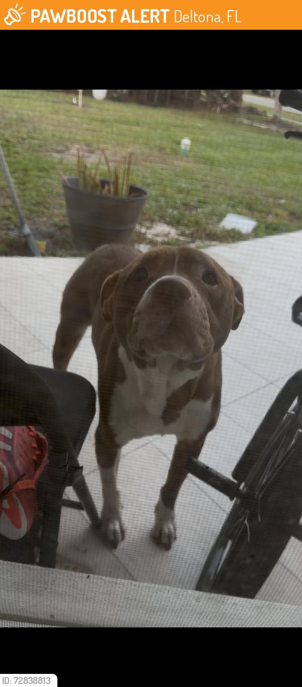 Found/Stray Male Dog last seen  cloverleaf Blvd neighborhood , Deltona, FL 32725