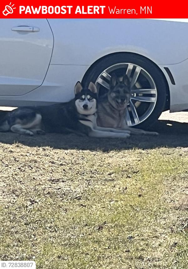 Lost Male Dog last seen 340, hwy 75, Warren, MN 56762
