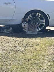 Lost Male Dog last seen 340, hwy 75, Warren, MN 56762