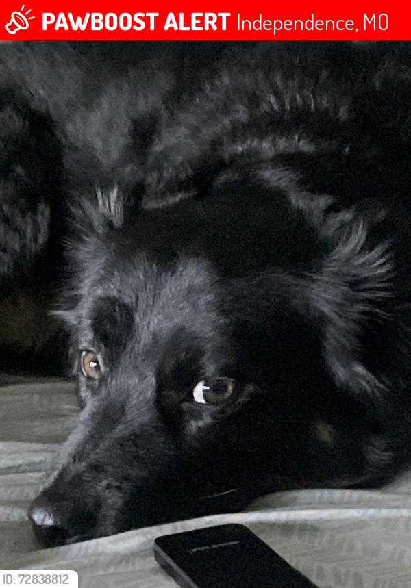 Lost Female Dog last seen Burlington parking lot, ran into neighborhood, Independence, MO 64055