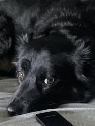 Lost Female Dog last seen Burlington parking lot, ran into neighborhood, Independence, MO 64055