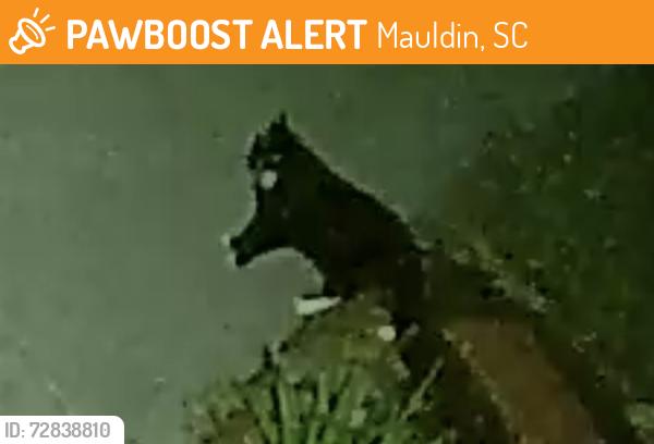 Found/Stray Unknown Cat last seen Lance Way & Quaker Ct, Mauldin, SC 29662