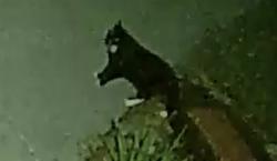 Found/Stray Unknown Cat last seen Lance Way & Quaker Ct, Mauldin, SC 29662