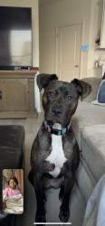 Lost Female Dog last seen Hillandale Drive and Hillandale Park Dr, Lithonia, GA 30058