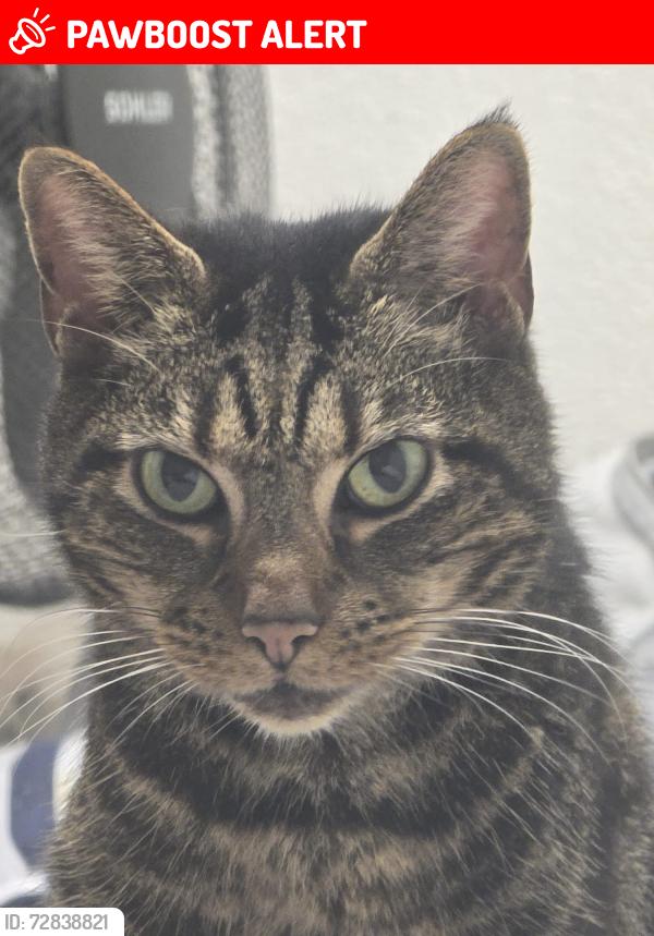 Lost Female Cat last seen East Ham, Greater London, England E6