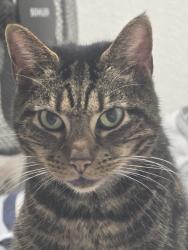 Lost Female Cat last seen East Ham , Greater London, England E6