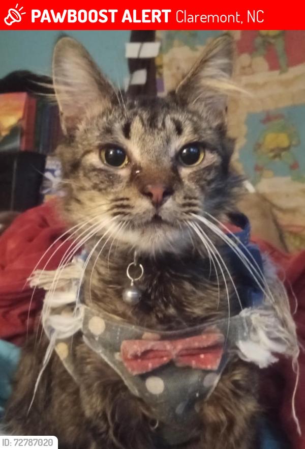 Lost Male Cat last seen Windover Creek and Riverbend , Near highway 16 N, near lazy p ranch., Claremont, NC 28610