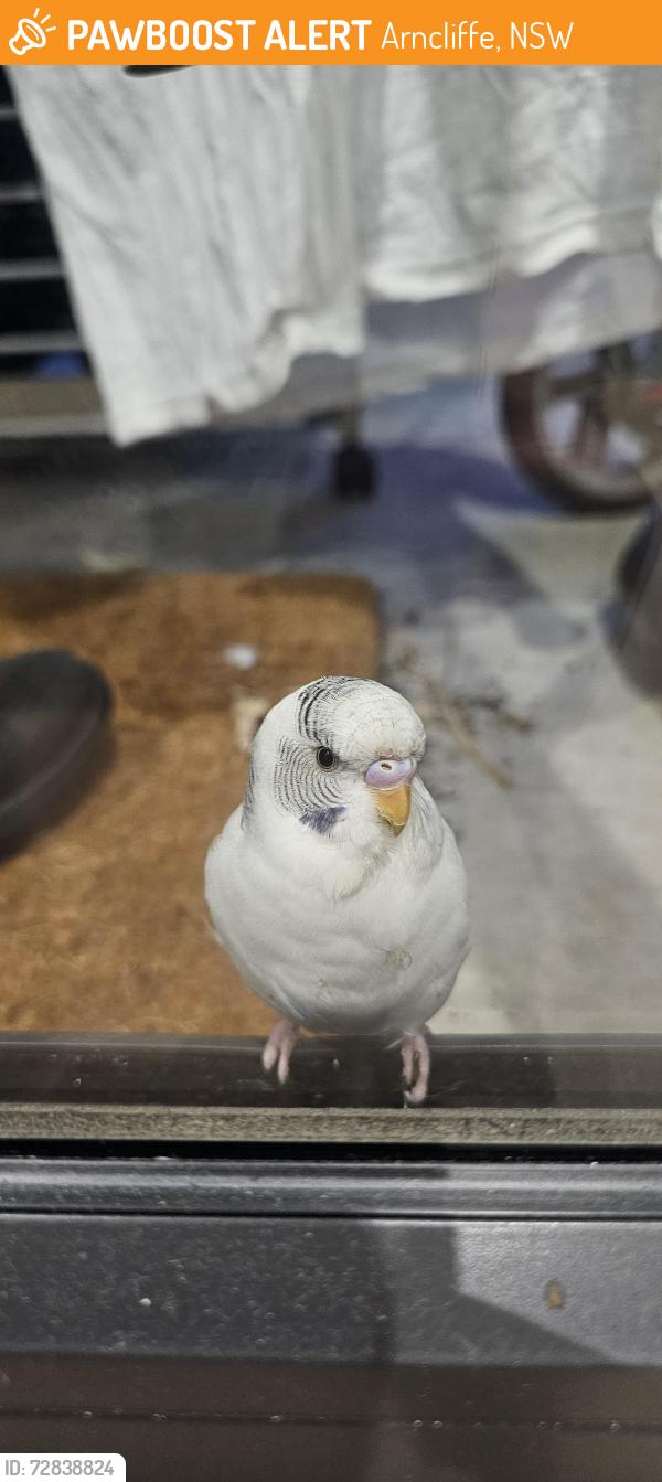 Found/Stray Unknown Bird last seen Novello apmt, Arncliffe, NSW 2205