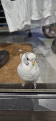 Found/Stray Unknown Bird last seen Novello apmt, Arncliffe, NSW 2205