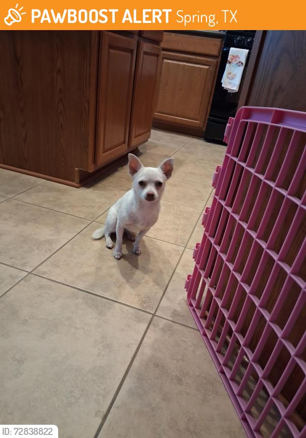 Found/Stray Female Dog last seen Cypresswood Dr & Greenway Creek Ln, Spring, TX 77373