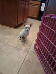 Found/Stray Female Dog last seen Cypresswood Dr & Greenway Creek Ln, Spring, TX 77373