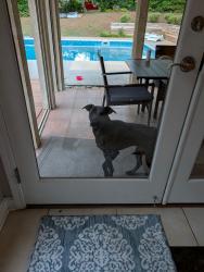 Reunited Unknown Dog last seen Longview Drive & Dogwood Circle , Norcross, GA 30071