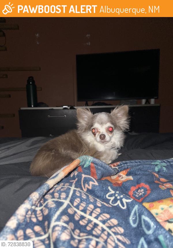 Found/Stray Female Dog last seen Eubank and Chico, Albuquerque, NM 87123