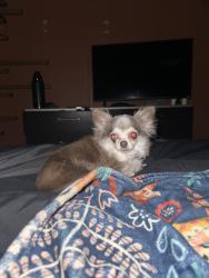 Found/Stray Female Dog last seen Eubank and Chico, Albuquerque, NM 87123