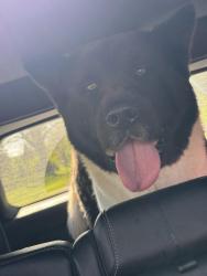 Found/Stray Male Dog last seen 108th Avenue/16th sStreet, Otsego, MI 49078