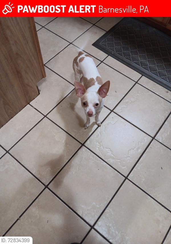 Lost Male Dog last seen Last seen on Back Road in Barnesville, but scent was picked up on pear street and orchard road, Barnesville, PA 18214