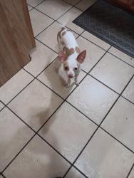 Lost Male Dog last seen Last seen on Back Road in Barnesville, but scent was picked up on pear street and orchard road, Barnesville, PA 18214