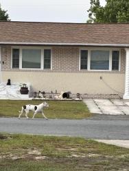 Found/Stray Female Dog last seen seen sw 14 st ocala fl, Rainbow Park, FL 34481