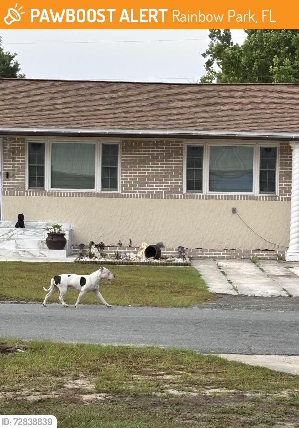 Found/Stray Female Dog last seen seen sw 14 st ocala fl, Rainbow Park, FL 34481
