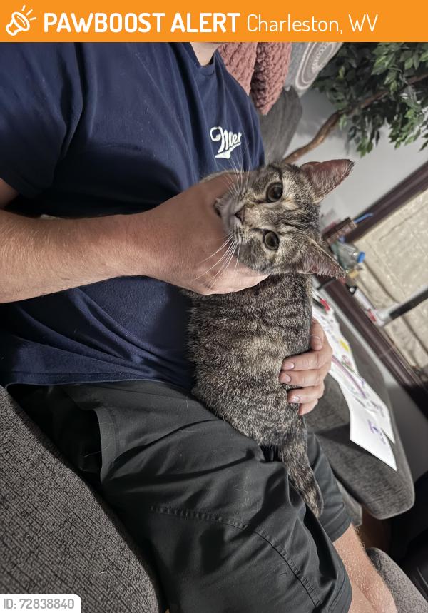 Found/Stray Female Cat last seen Bridgeport, Charleston, WV 25309